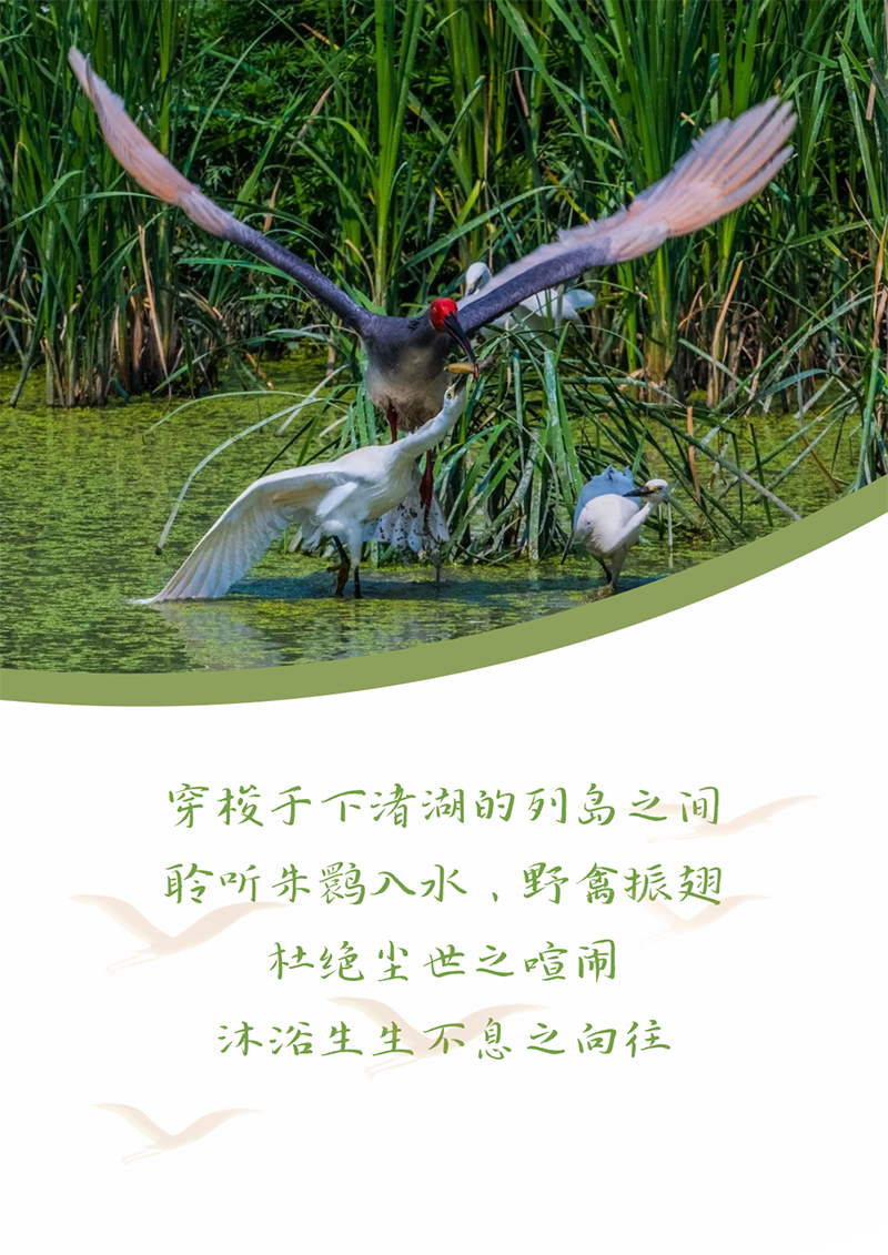 心心念廿 相伴维多利亚老品牌vic | 与德清相约 贺廿载诞辰